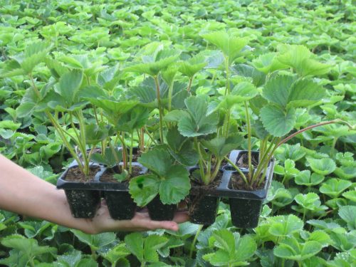  Dukat Walderdbeeren und Erdbeeren, Sämling im Behälter bis 0,5l, 10-14 cm