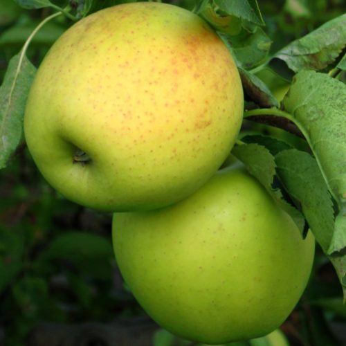  Apfelbäume KOSZTELA Apfelbaum, Sämling mit nackten Wurzeln, 130-150 cm