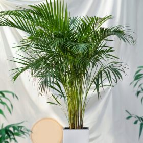  Areca areca - Dypsis lutescens GRÜNE PALME XL