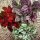  Niedośpian-hypoestes Mix-Set 3 BUNTE PFLANZEN