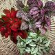  Niedośpian-hypoestes Mix-Set 3 BUNTE PFLANZEN