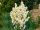  Garten-Yucca CAROLIŃSKA immergrüne, SCHÖNE Blumen