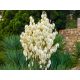  Garten-Yucca CAROLIŃSKA immergrüne, SCHÖNE Blumen