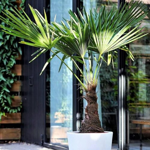  Frostbeständige PALME auf einem Stamm - Trachycarpus Fortunei