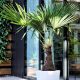  Frostbeständige PALME auf einem Stamm - Trachycarpus Fortunei