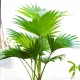  Palmensämling Livistona rotundifolia in einem 0,5-1-Liter-Behälter