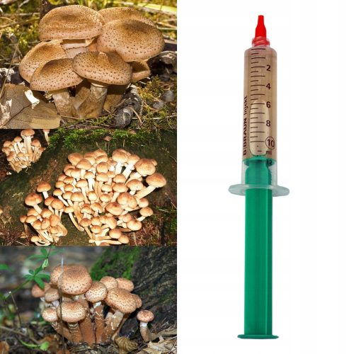  Flüssiges Myzel Planto Austernpilz 10 ml