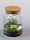 Wald im Glas Wald im Glas, fertige Komposition, Hedera, Phytonia
