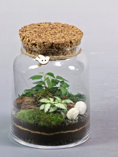 Wald im Glas Wald im Glas, fertige Komposition, Hedera, Phytonia