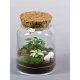 Wald im Glas Wald im Glas, fertige Komposition, Hedera, Phytonia