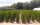  THUJA THUJA EMERALD 150cm + Lieferung TRANSPORT