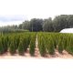 THUJA THUJA EMERALD 150cm + Lieferung TRANSPORT