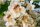  GEMEINSAME CATALPA BIGNONIOIDES-SAMEN P9