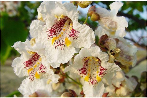  GEMEINSAME CATALPA BIGNONIOIDES-SAMEN P9