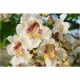 GEMEINSAME CATALPA BIGNONIOIDES-SAMEN P9