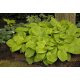  FUNKIA AUGUST MOON GROSSE LIME-HOSTA