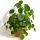  Pilea peperomioides-Sämling in einem 0,5-1-Liter-Behälter