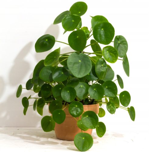  Pilea peperomioides-Sämling in einem 0,5-1-Liter-Behälter