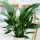  Spathiphyllum Alana-Sämling in einem 0,5-1-Liter-Behälter