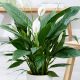  Spathiphyllum Alana-Sämling in einem 0,5-1-Liter-Behälter
