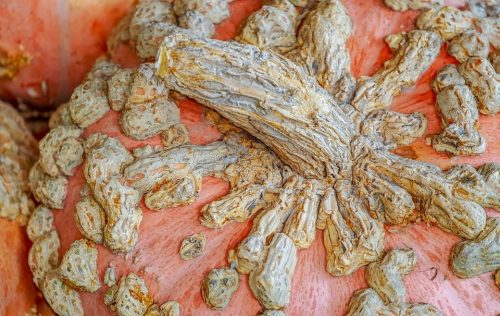  100 Kapseln ALTE KÜRBIS-FRANKREICH-SORTE ZUM BACKEN VON SAMEN
