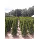  THUJA THUJA EMERALD 100-120cm Lieferung TRANSPORT