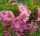  Rosa Sträucher, Sämlinge im 1-2l-Behälter, 60-70 cm