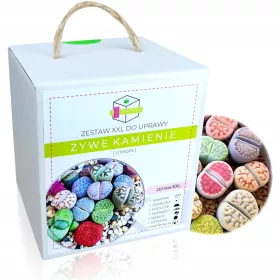  LIVING STONES LITHOPS WACHSTUMSSET XXL GESCHENK