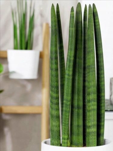  ZYLINDRISCHER Sansevieria-Sämling in einem 0,5-1l-Behälter