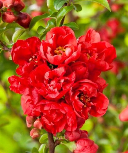  Japanische Quitte Red Joy GROSSE und SCHÖNE Früchte Don