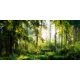 Fototapete WALDBÄUME SONNE 294x260 P02 F