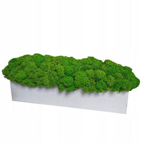 Dekoratives Moos Chrobotek Deko-Moos im 30-cm-Topf. GESCHENK