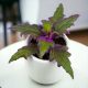  Orange Ginura Gynura Aurantiaca Lila D6cm WALD IM GLAS