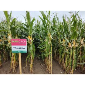 Corn Tone C1 Maissamen für die Silage