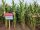 Corn Tone C1 Maissamen für die Silage