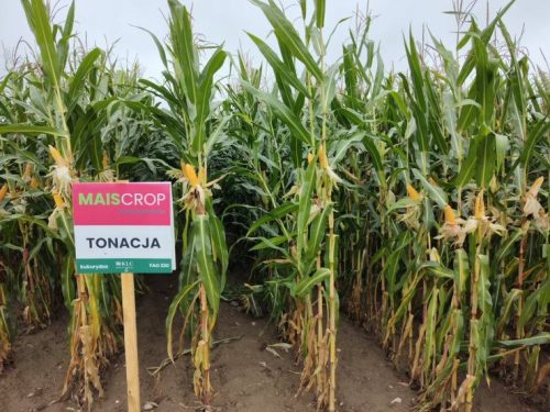 Corn Tone C1 Maissamen für die Silage