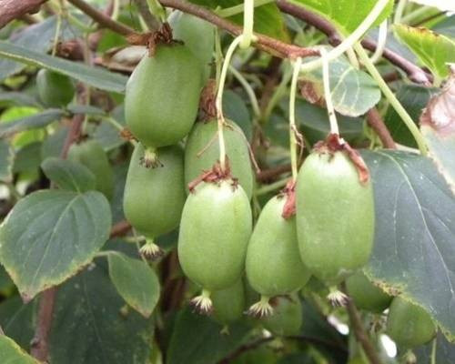  MINI KIWI AKTINIDIA ISSAI Bisexuelle Sorte P9