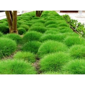  BÄRENFELL-SET MIT 10 EINSTELLUNGEN (3,30 PLN/Stück)