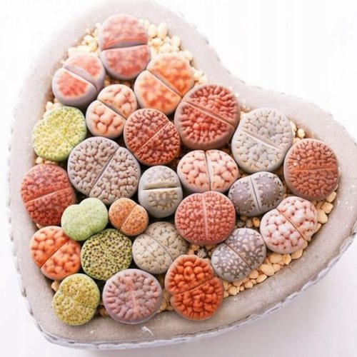  LITHOPS lebende Steine, bunte Sukkulenten