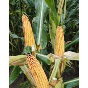 Kosmal FAO 260 Maissamen für Silage