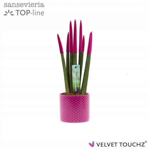  Sansevieria VELVET TOUCHZ ROSA + 33CM TOPF