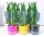  Sansevieria Twist BRIDGE+BLUMENTOPF 30CM