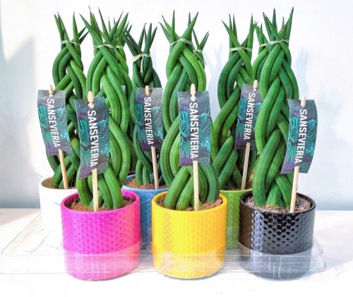  Sansevieria Twist BRIDGE+BLUMENTOPF 30CM