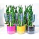  Sansevieria Twist BRIDGE+BLUMENTOPF 30CM