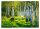 Fototapete BIRKENWALD 3D Birken 312x219