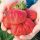  Walderdbeeren und RIESIGE Erdbeeren, Sämling mit nackter Wurzel, 5-5 cm