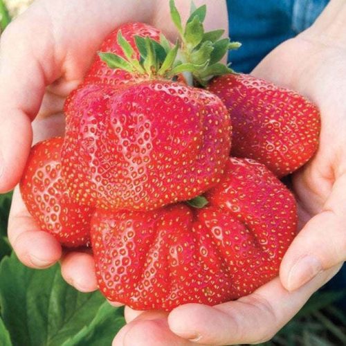  Walderdbeeren und RIESIGE Erdbeeren, Sämling mit nackter Wurzel, 5-5 cm