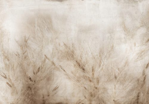 FOTOTAPETE GRAS WIESE NATUR 400x280 bC-10315-aa