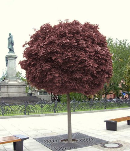  Wurzelnackte Sämlingsklone 150-170 cm