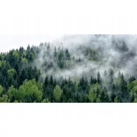  Modische Schreibtischschutzmatte 120x60 Wald im Nebel